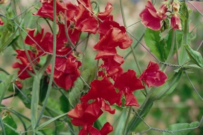 Picture of Sweet Pea - Winston Churchill
